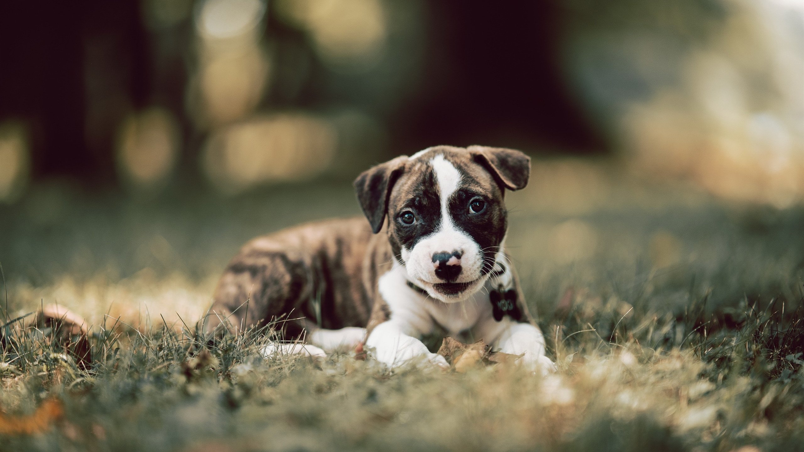 逆流与君临，当奥地利足球书写童话，马龙在球台封神