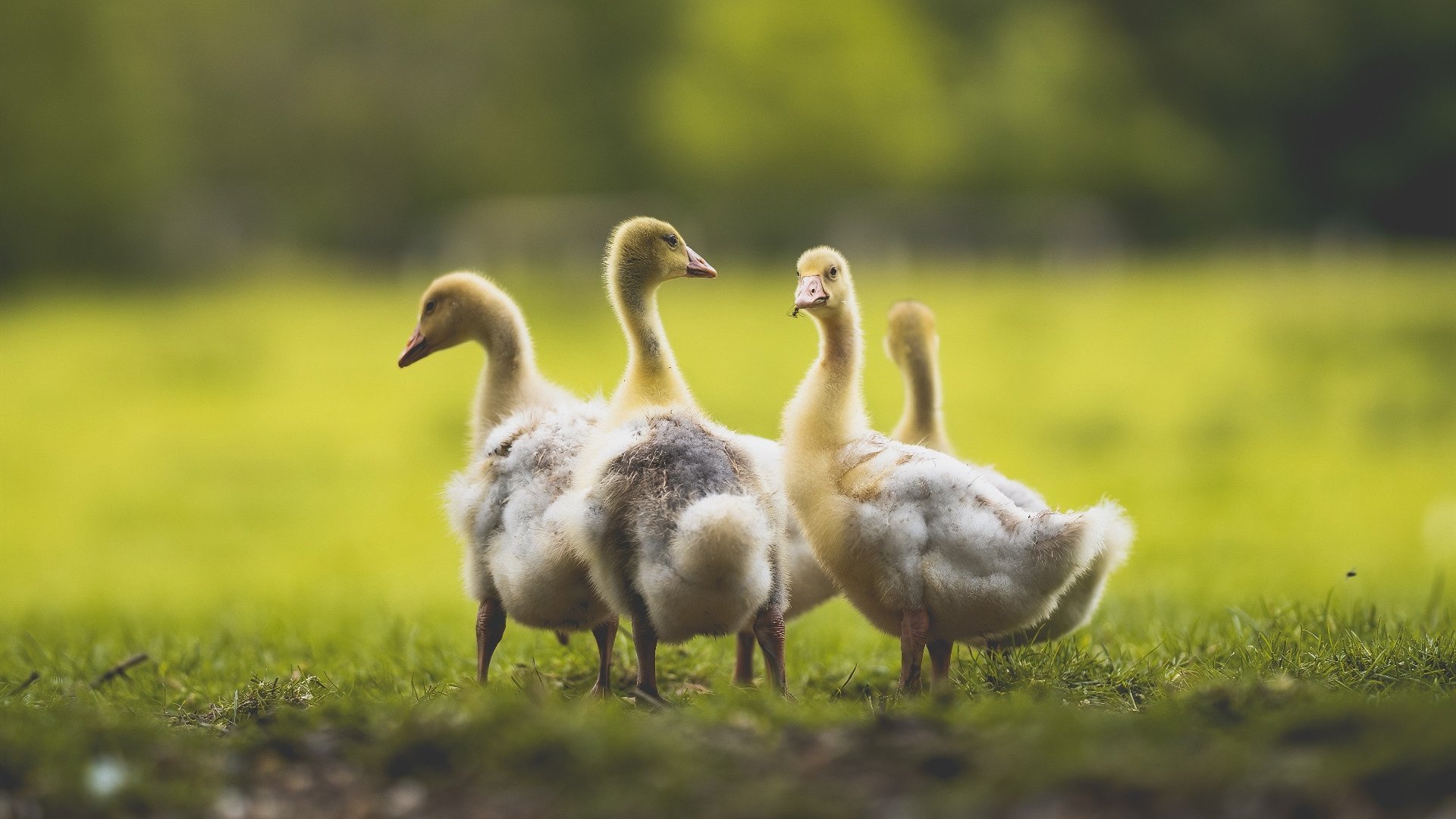 破茧成蝶,印度队掀翻马来西亚背后的团队暗涌,与安赛龙那场注定孤独的加冕礼