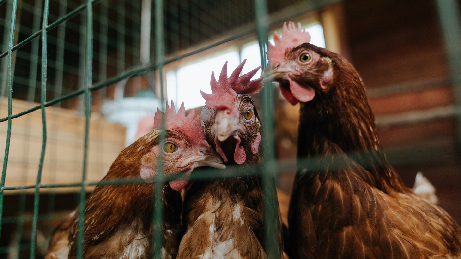 斗牛士的玫瑰,罗马险胜中国的唯一性时刻