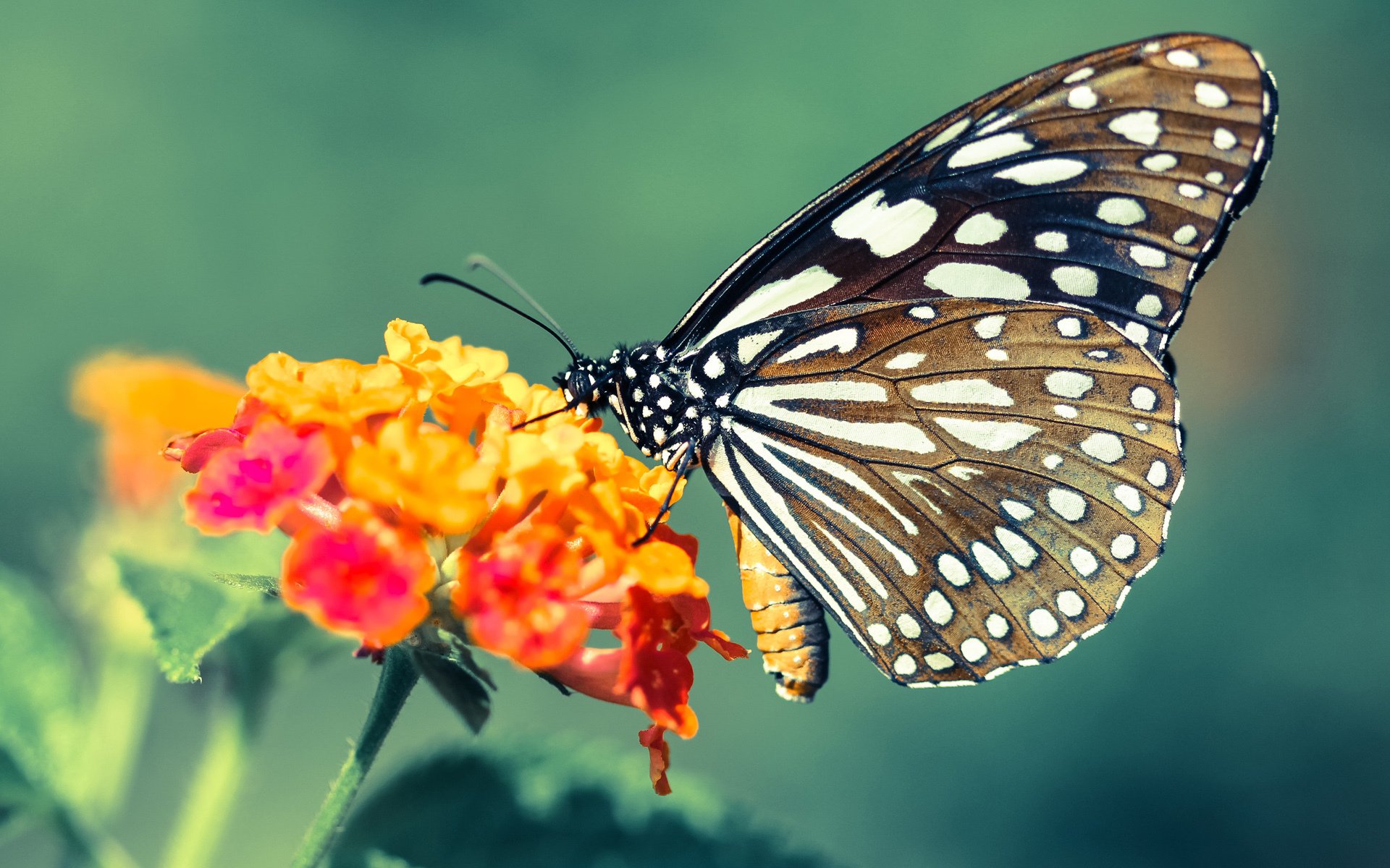 斗牛士的玫瑰,罗马险胜中国的唯一性时刻