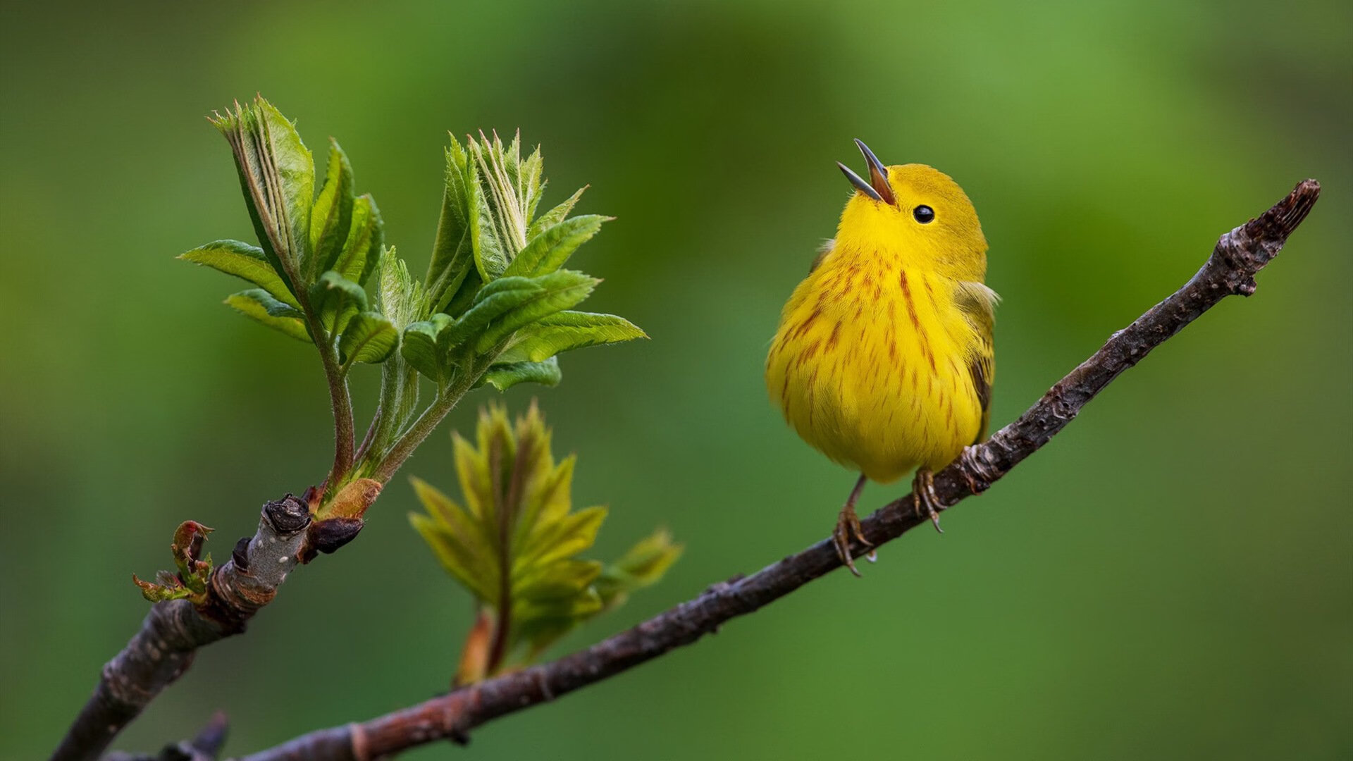突尼斯式奇袭，当沙漠战术带走塞维利亚，卡拉斯科化身关键先生