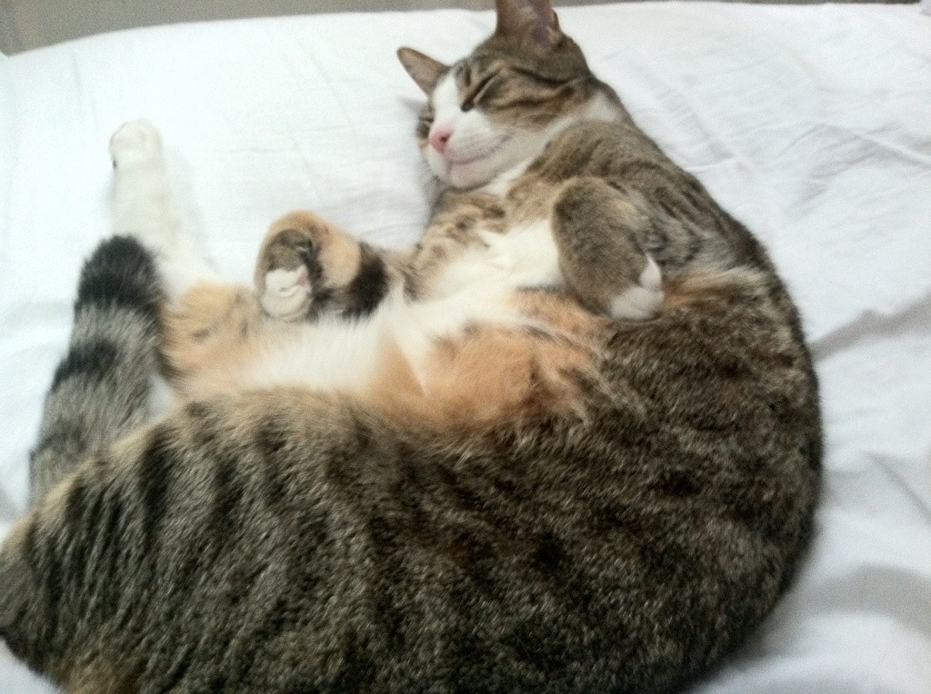 点燃狼烟，爱德华兹与森林狼的血性崛起