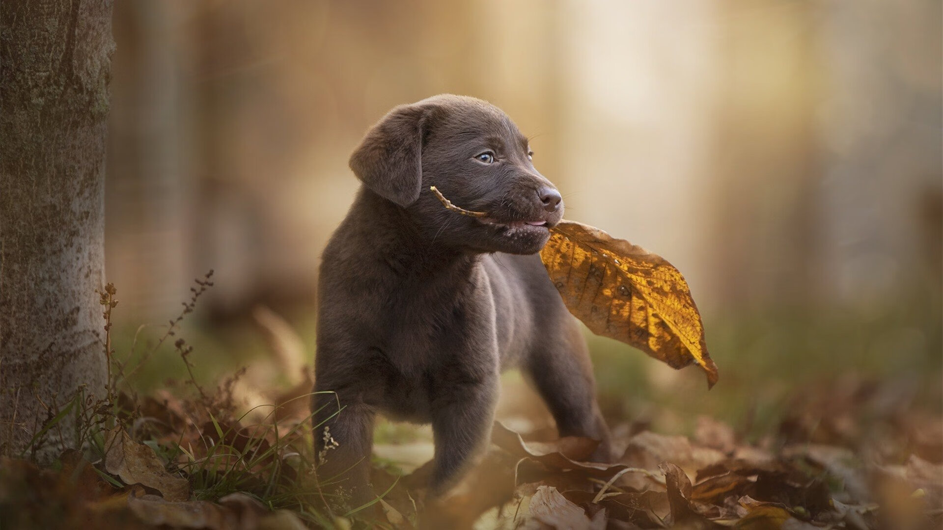 红龙啸傲，威尔士意志强行终结雷恩时刻
