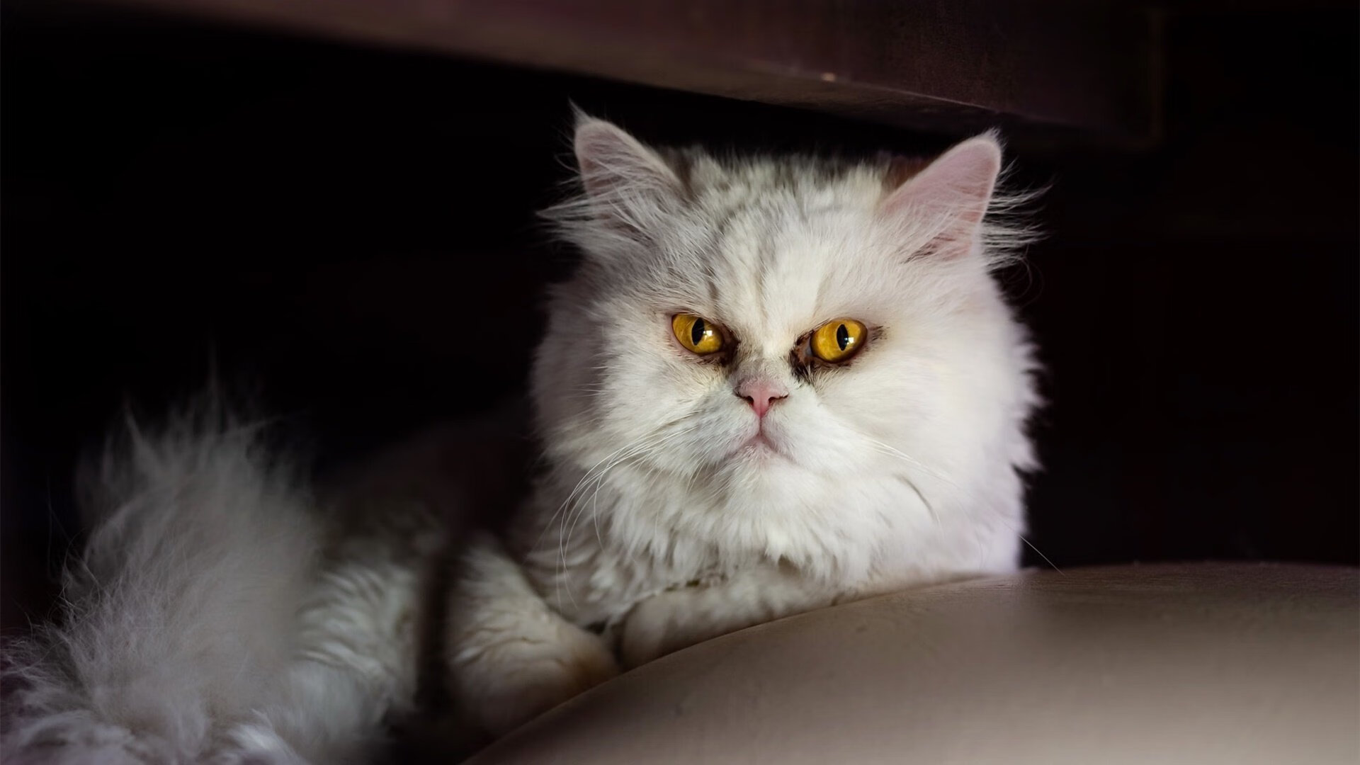 纽约的防守哲学,小贾伦如何用篮球智慧在欧洲足坛导演尼克斯式胜利