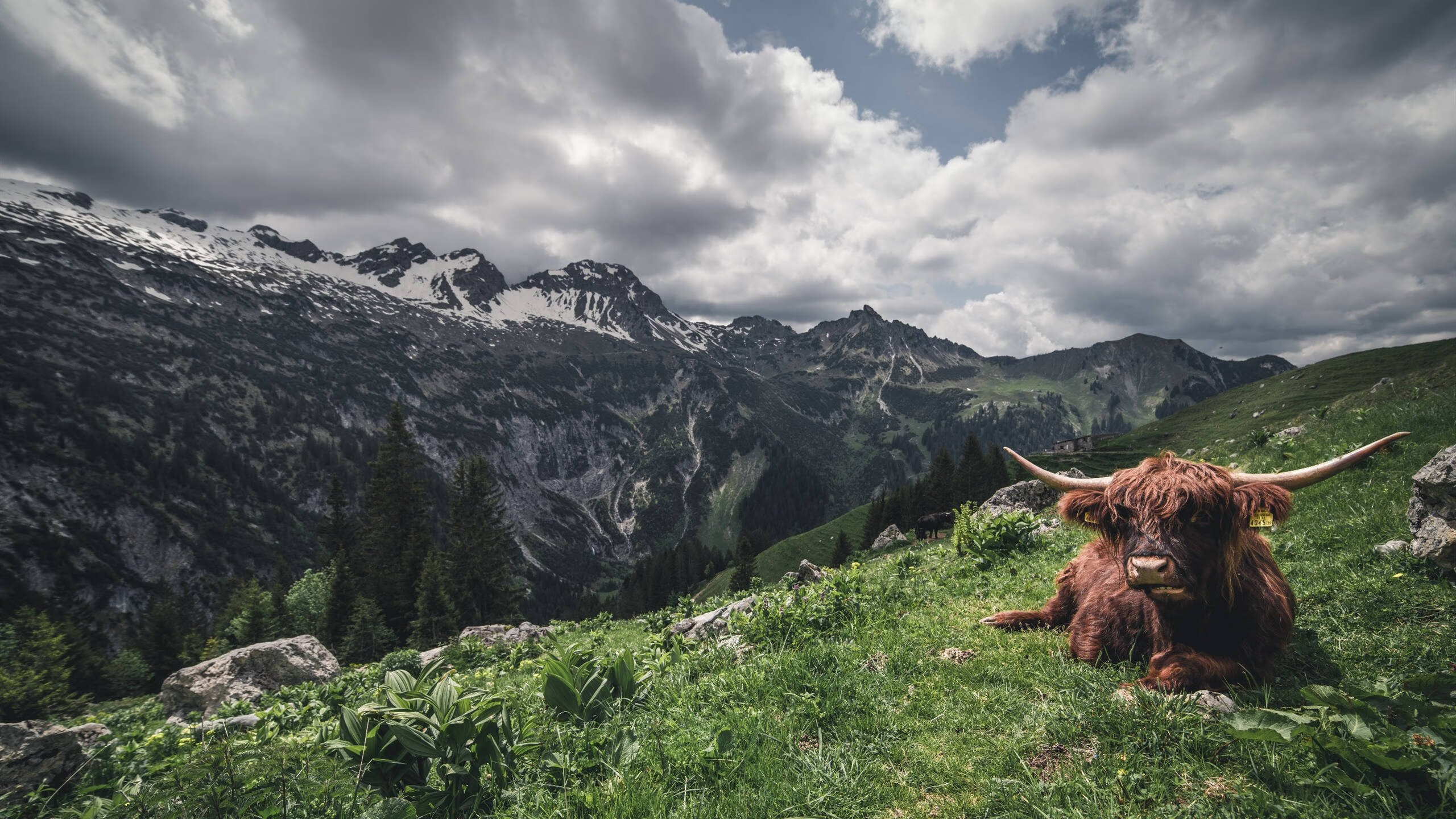跨界唯一性，莫兰特从篮球场到F1赛道的王者之路