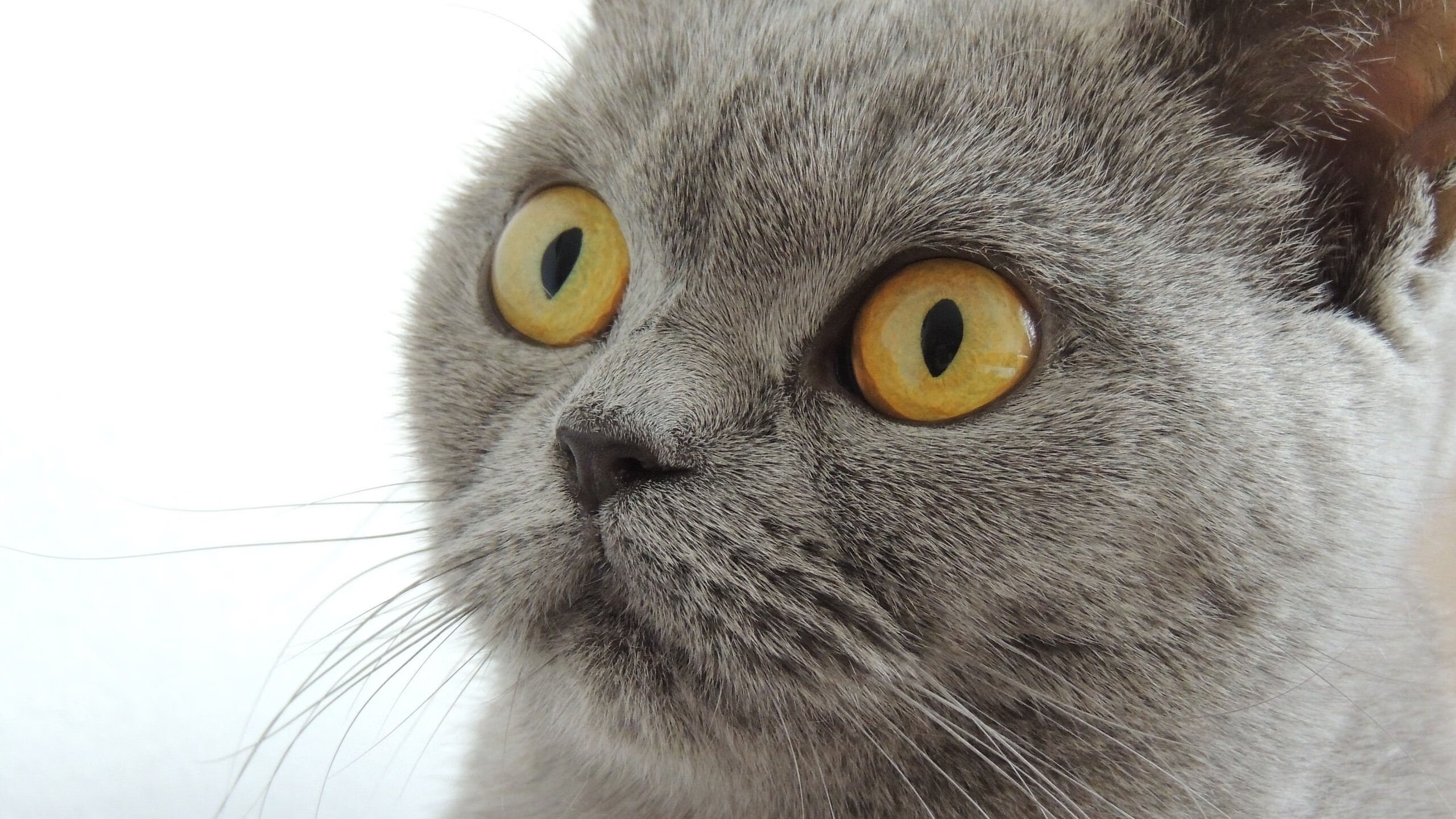 创队史首次！德罗赞末节15分导演大逆转，灰熊抢七决胜带走吉林队