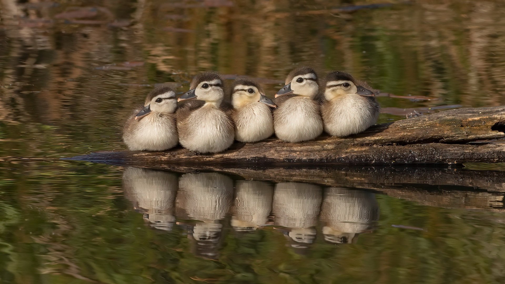 铁血米兰横扫瑞典劲旅，法比尼奥一剑封喉定乾坤
