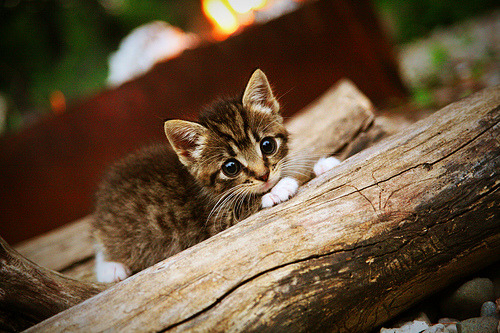 隐形引擎，当坎特掌控比赛，球场响起沉默的雷鸣