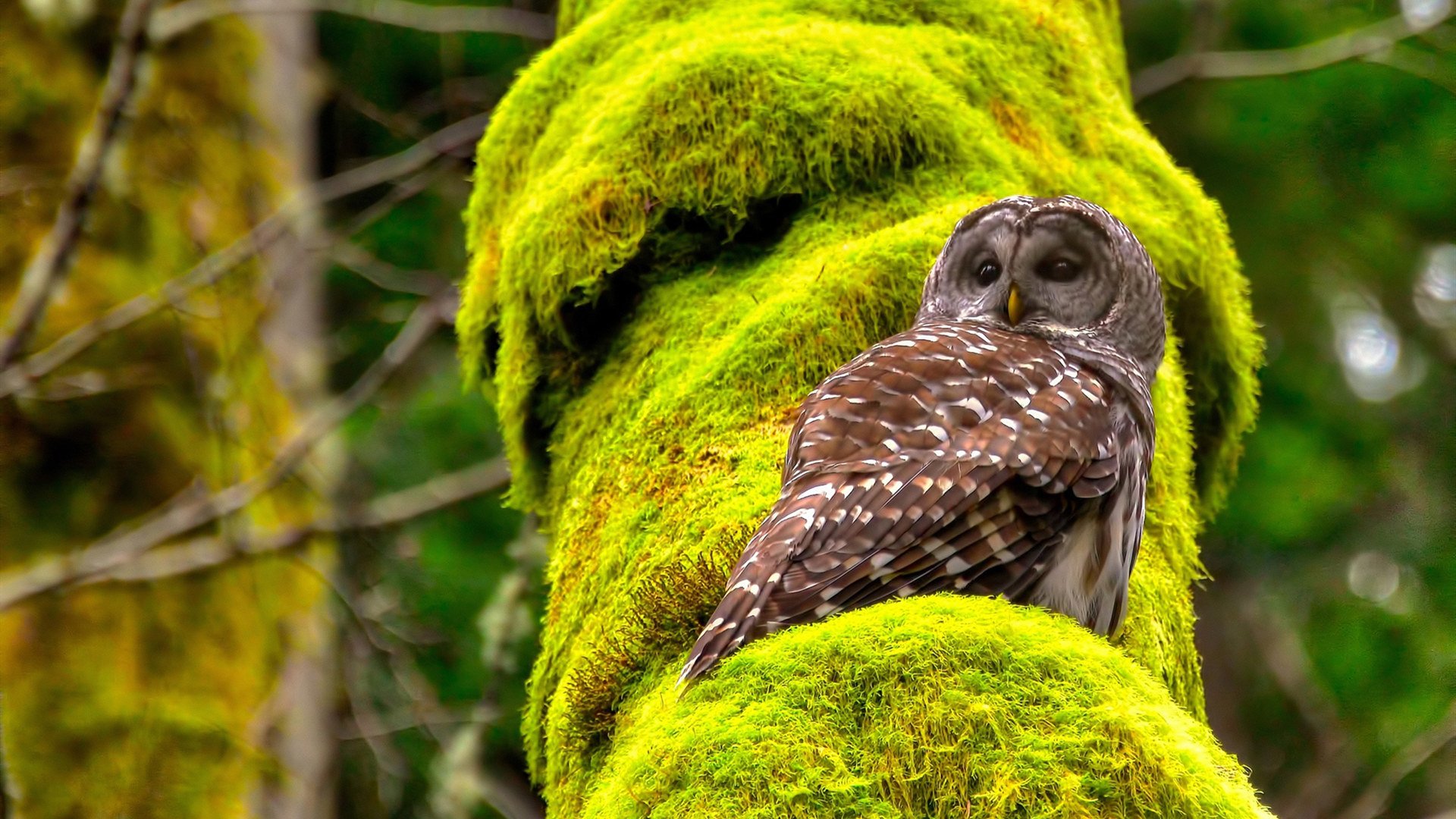 锡安，无争议的主宰，掘金用现实刺穿了魔法的帷幕