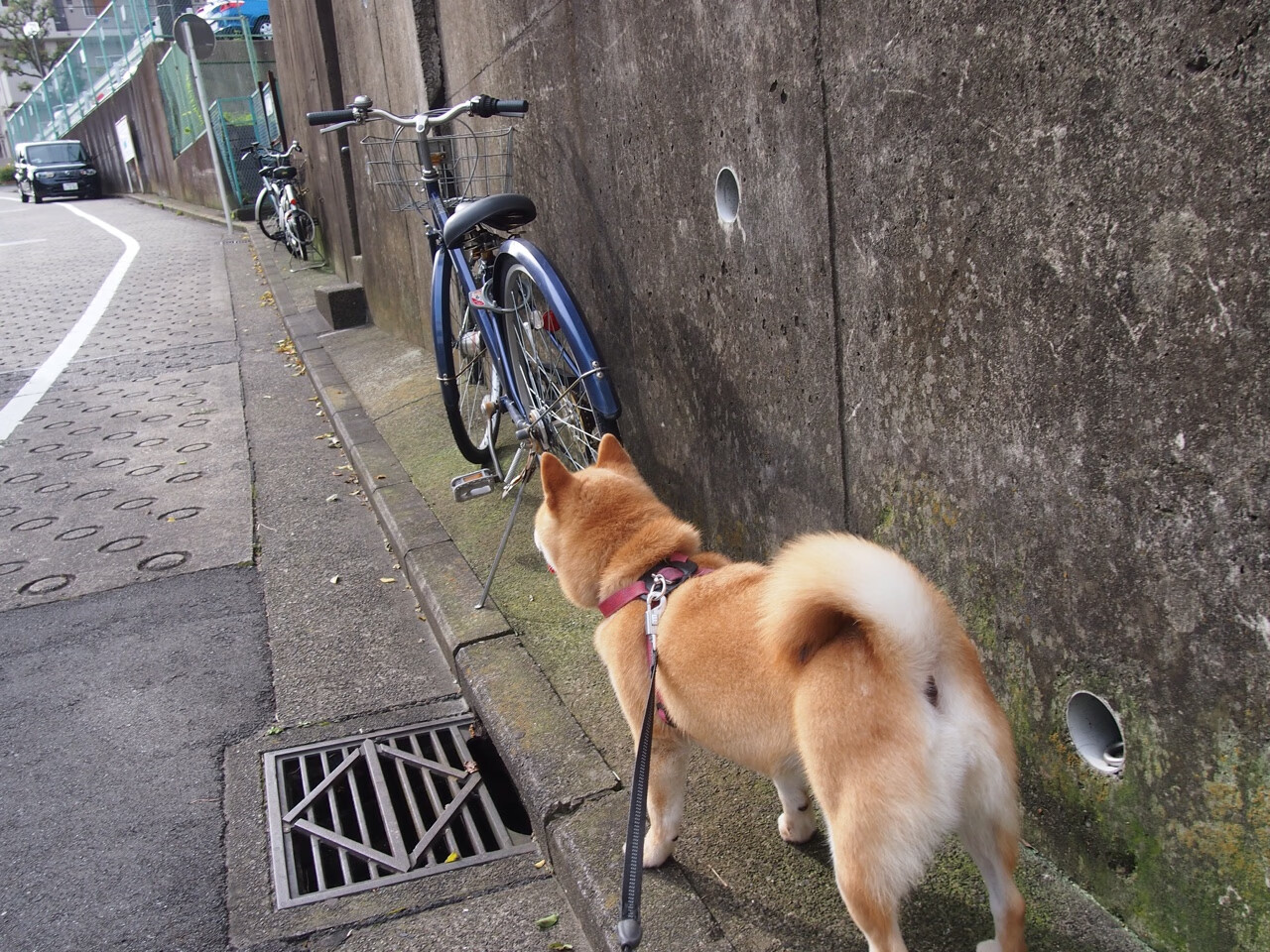 爱游戏官方入口-慈善赛夜，当哈登的魔术师之手唤醒广东队的野心